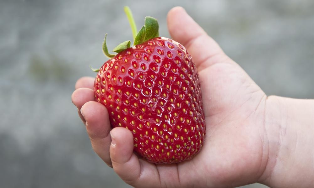 Avoid food allergies