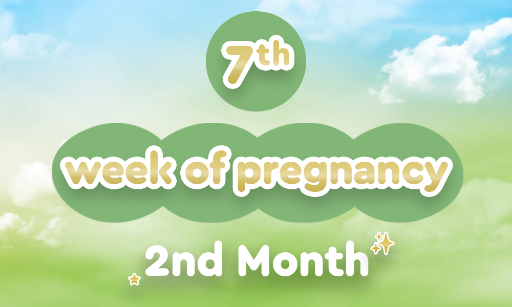 7th-week