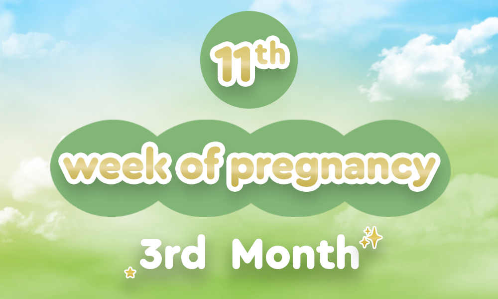 11th-week