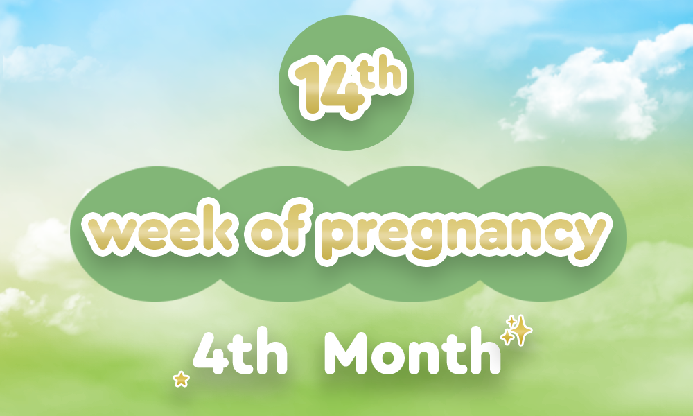 14th week